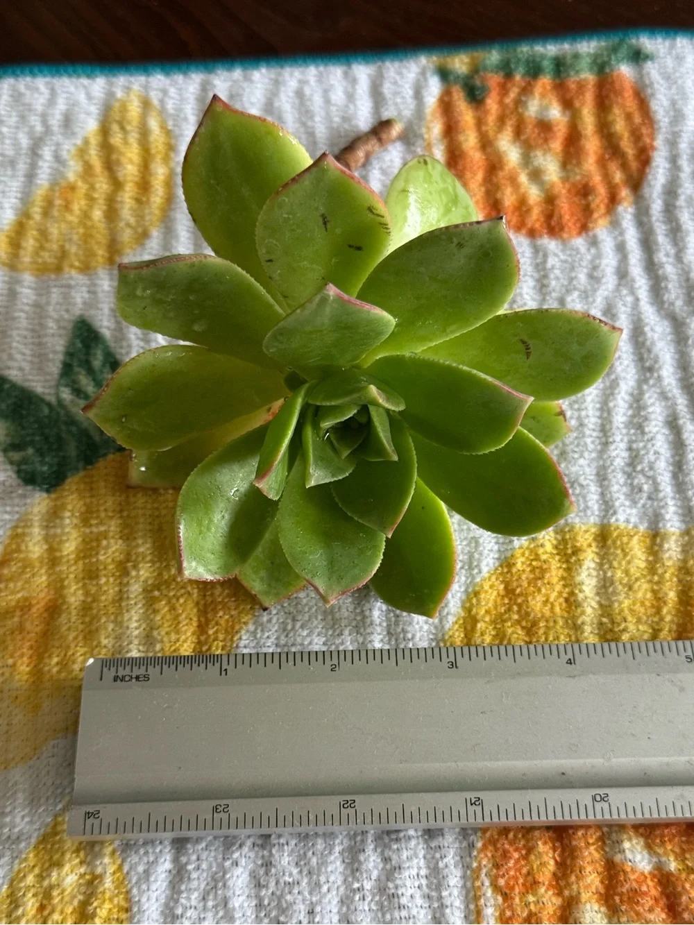 3 Aeonium Kiwi Succulent Cuttings Medium Sized 2-4 inch clipping garden plant
